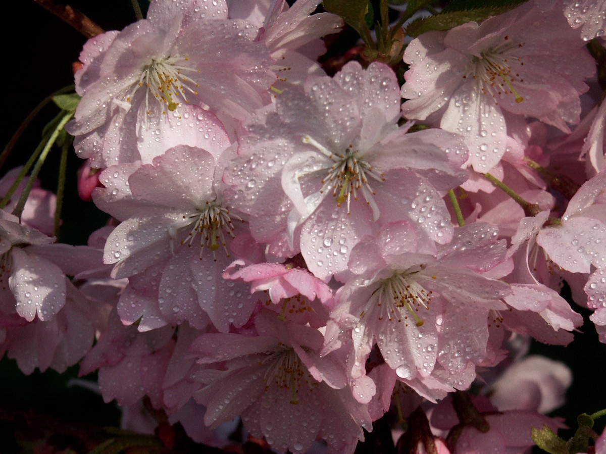 Blüte der Japanischen Zierkirsche Prunus serrulata © GartenAkademie.com