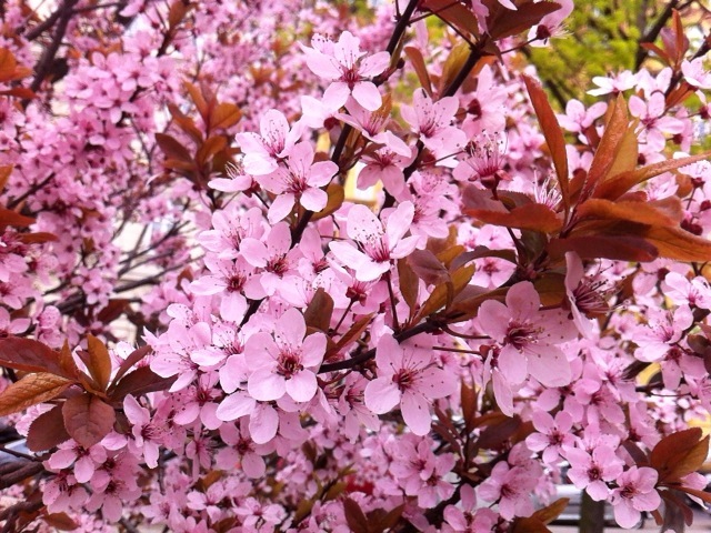 Blutpflaume Prunus cerasifera ‘Nigra’ © GartenAkademie.com